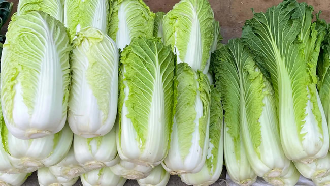 白菜冷庫(kù)能儲(chǔ)存多久?白菜冷庫(kù)保鮮1-4個(gè)月技術(shù)